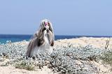 SHIH TZU 032